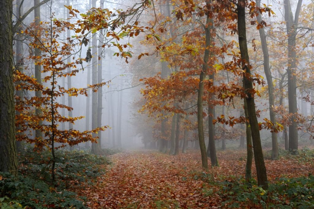 Misty autumn forest path with fall foliage