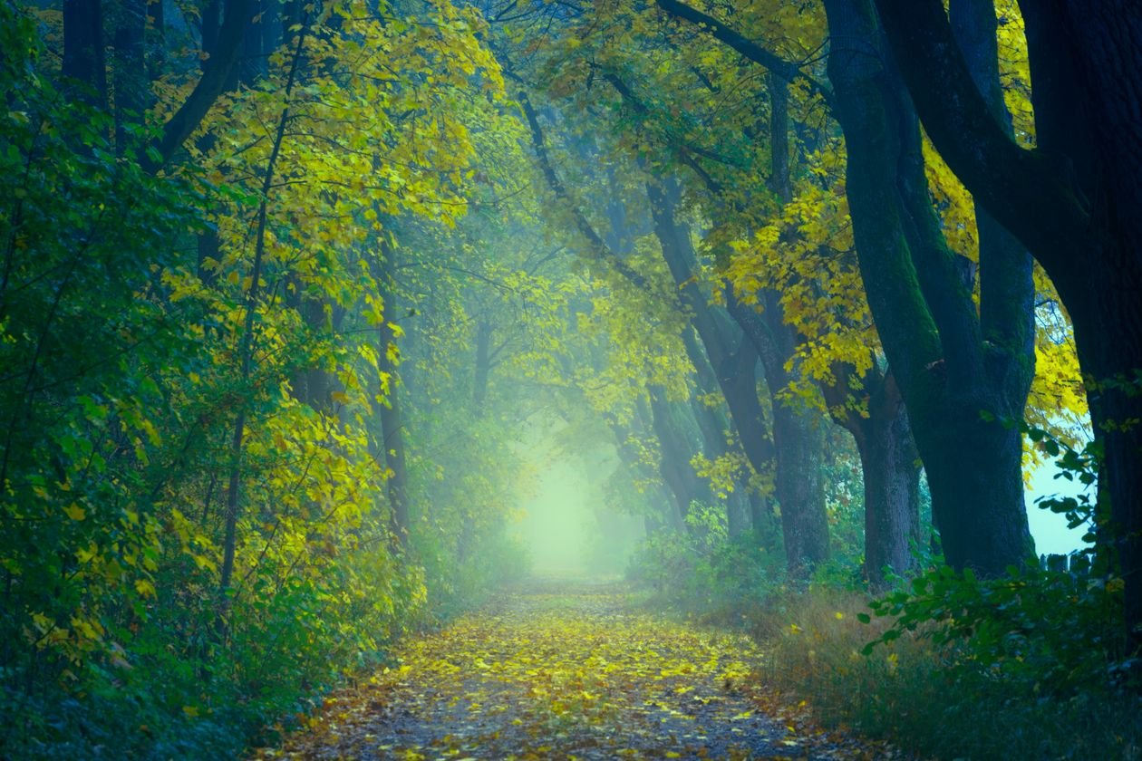 Misty forest path surrounded by vibrant autumn foliage