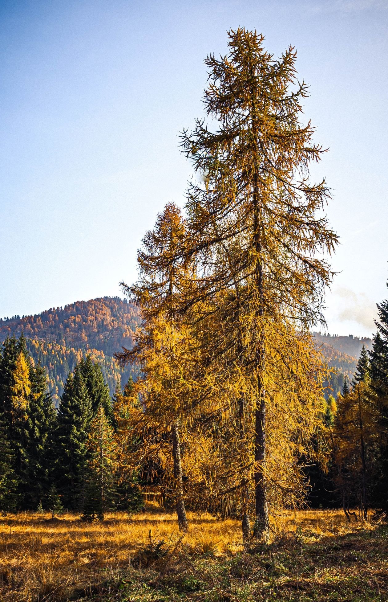 Golden larch trees glowing in an autumn mountain landscape